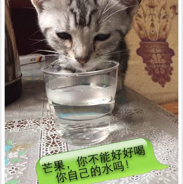 购买假日本第一福祉大学文凭毕业证